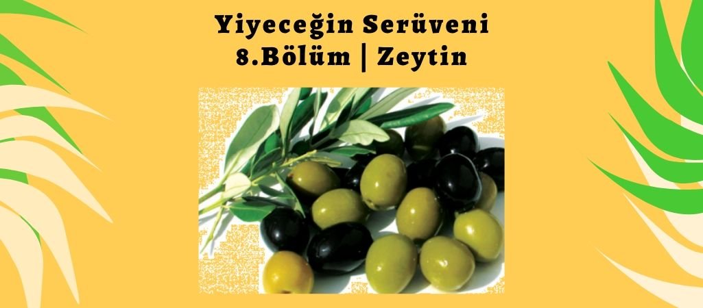 Yiyeceğin Serüveni – 8. Bölüm – Zeytin