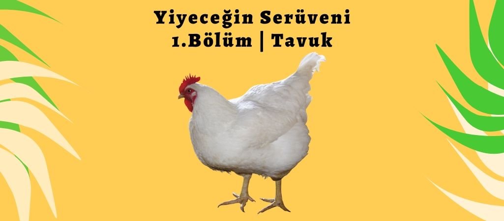 Yiyeceğin Serüveni – 1. Bölüm – Tavuk